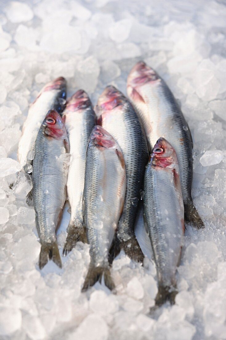 Fresh sardines on ice