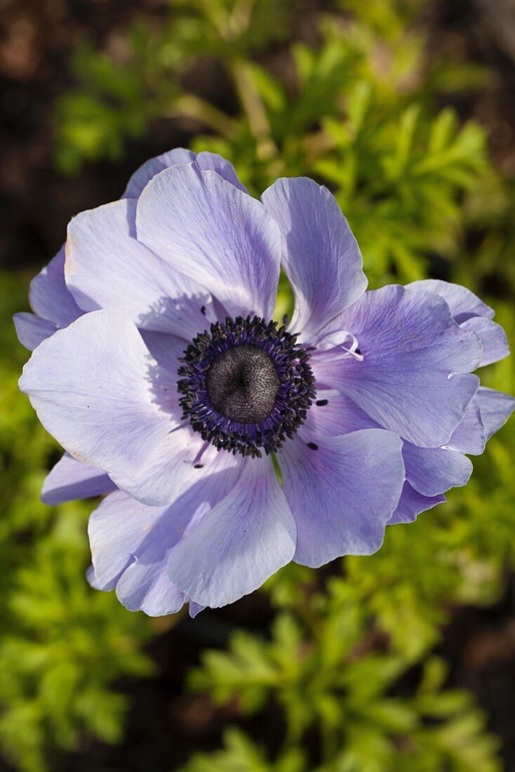 A blue anemone