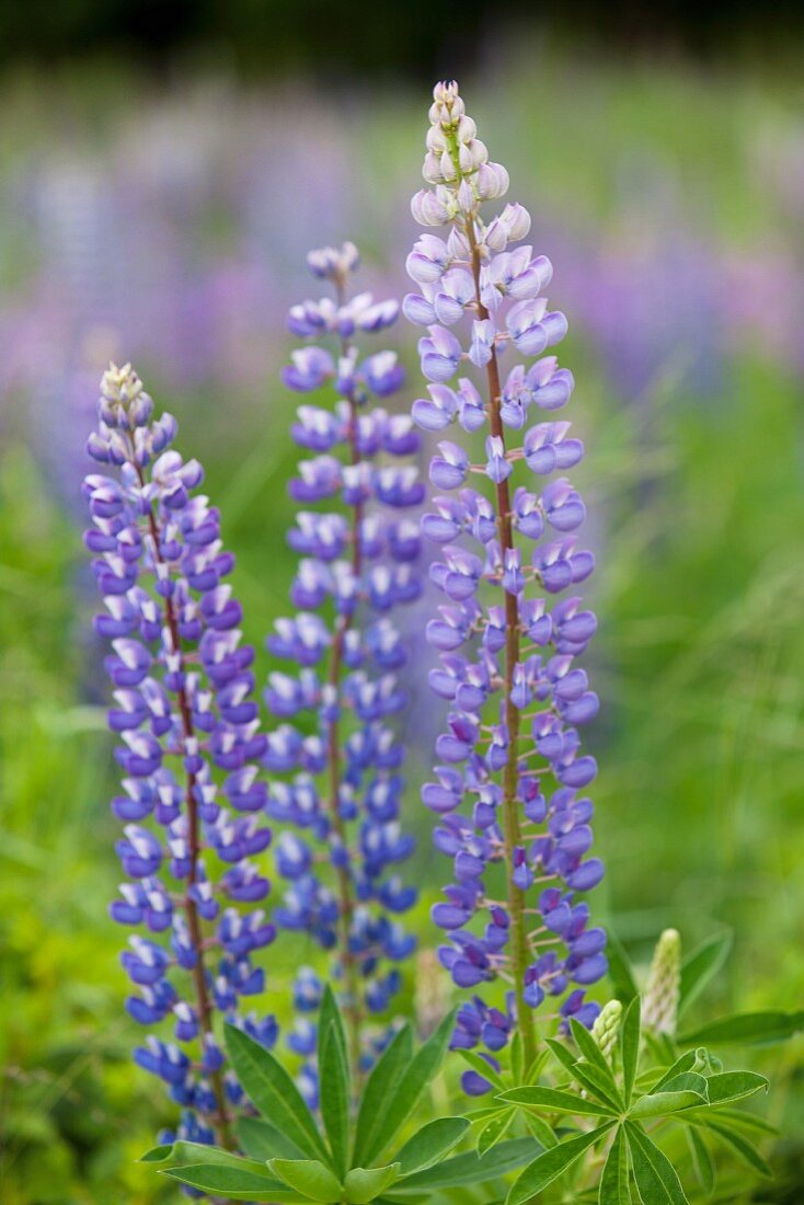 Purple lupins