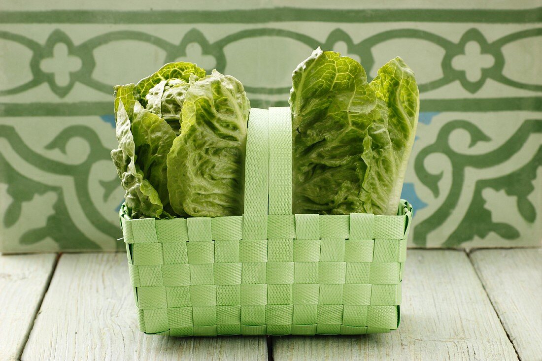 Fresh lettuce in a green basket