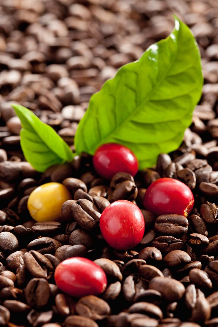 Fresh and roasted coffee beans with a leaf