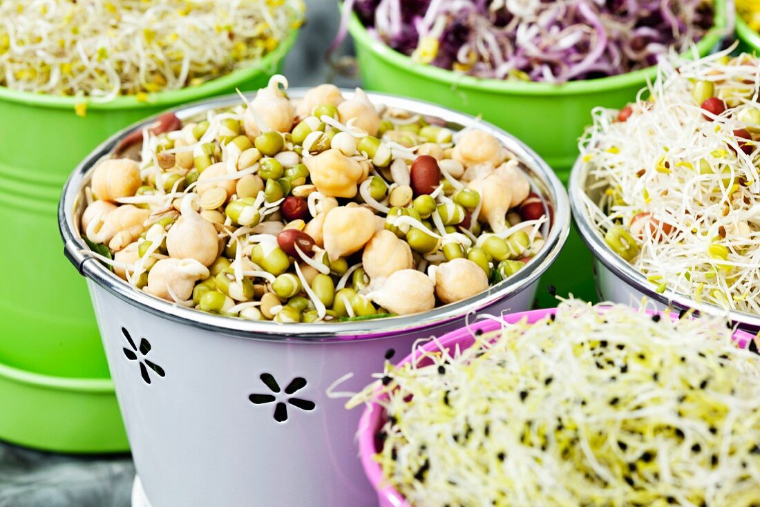 Various bean sprouts in containers