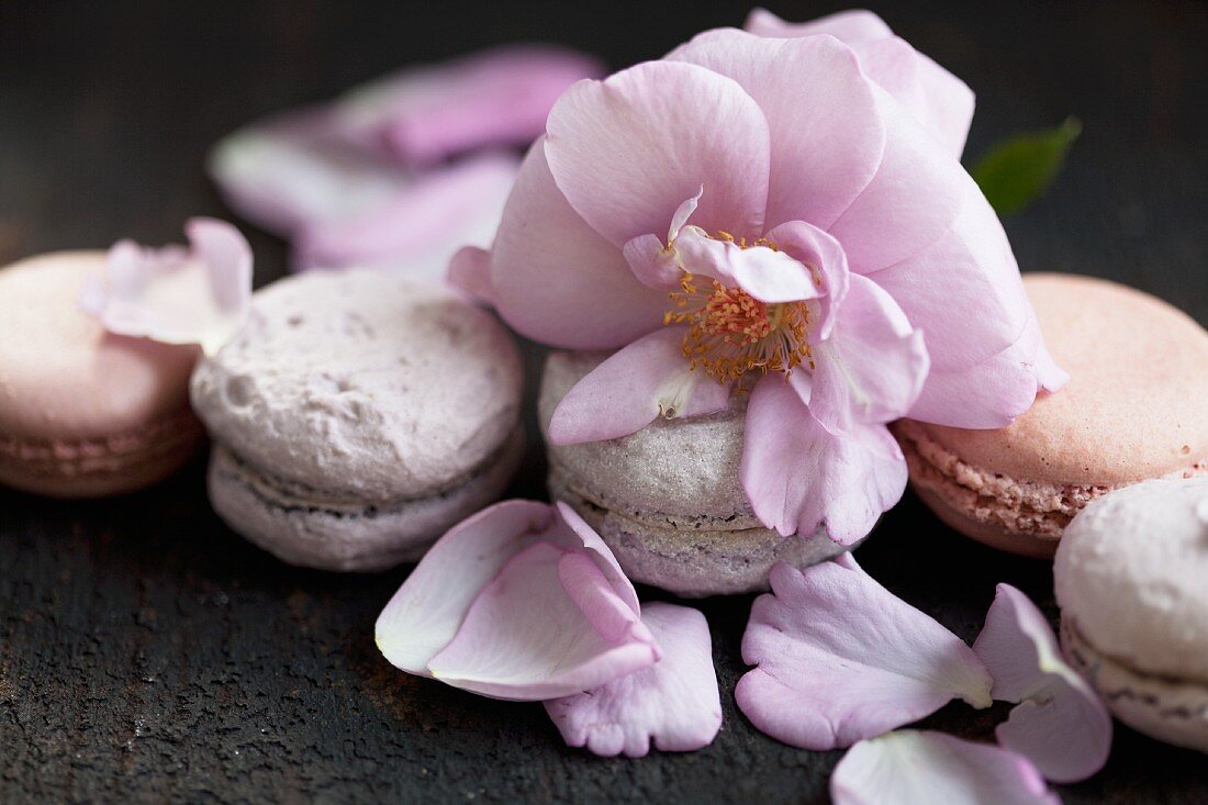 Roses and blueberry macaroons decorated with rose petals