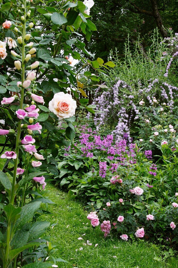 Rosa-, Pink- und Violetttöne in üppig blühenden Staudenbeeten