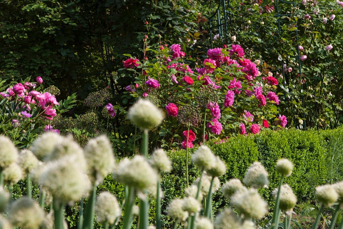 Pinkfarbene und violette Rosen hinter Buchsgrenze; weiße Blütenstände im Vordergrund