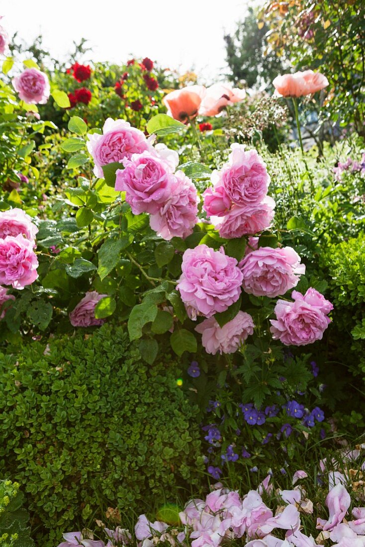 Pink roses leaning over box hedge in sunshine