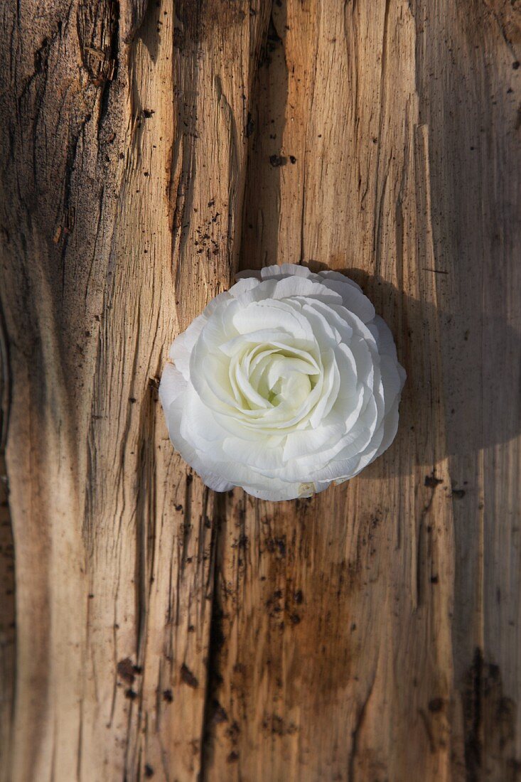 A white buttercup on a piece of bark