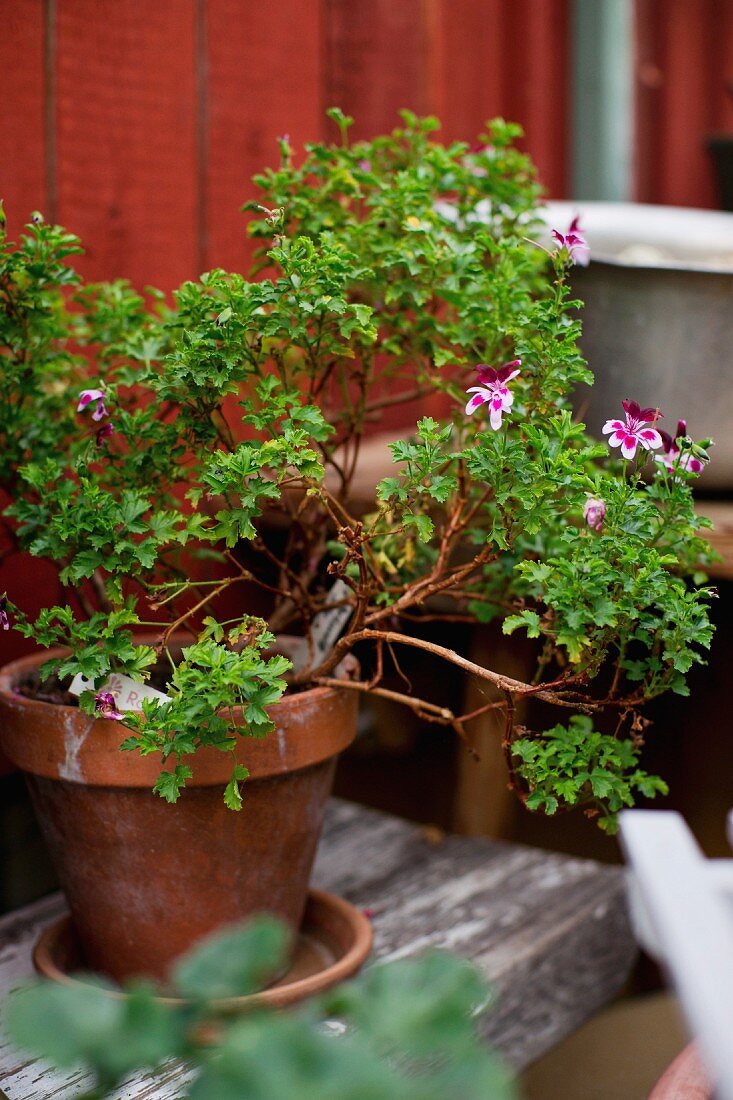 Potted pelargonium 'Angels perfume' on vintage wooden board