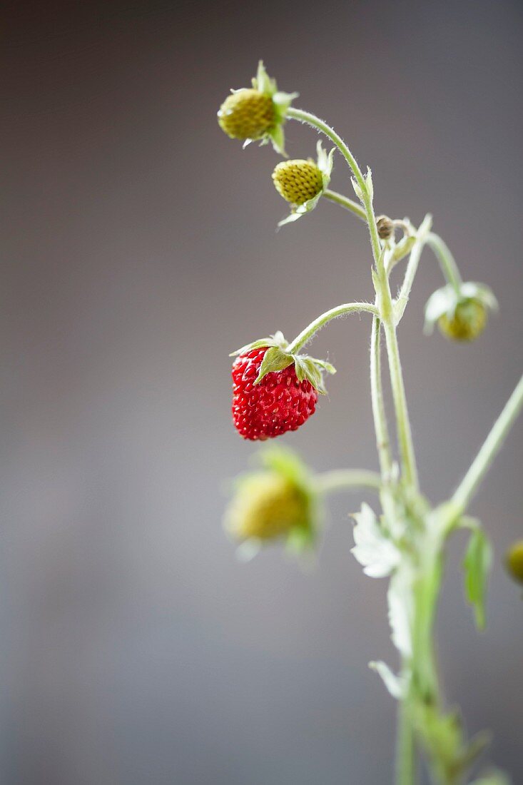 Wilde Erdbeeren