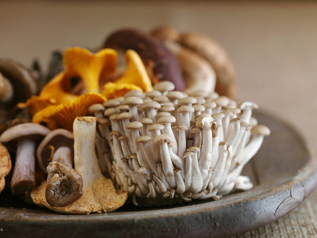 Various fresh mushrooms on a wooden plate