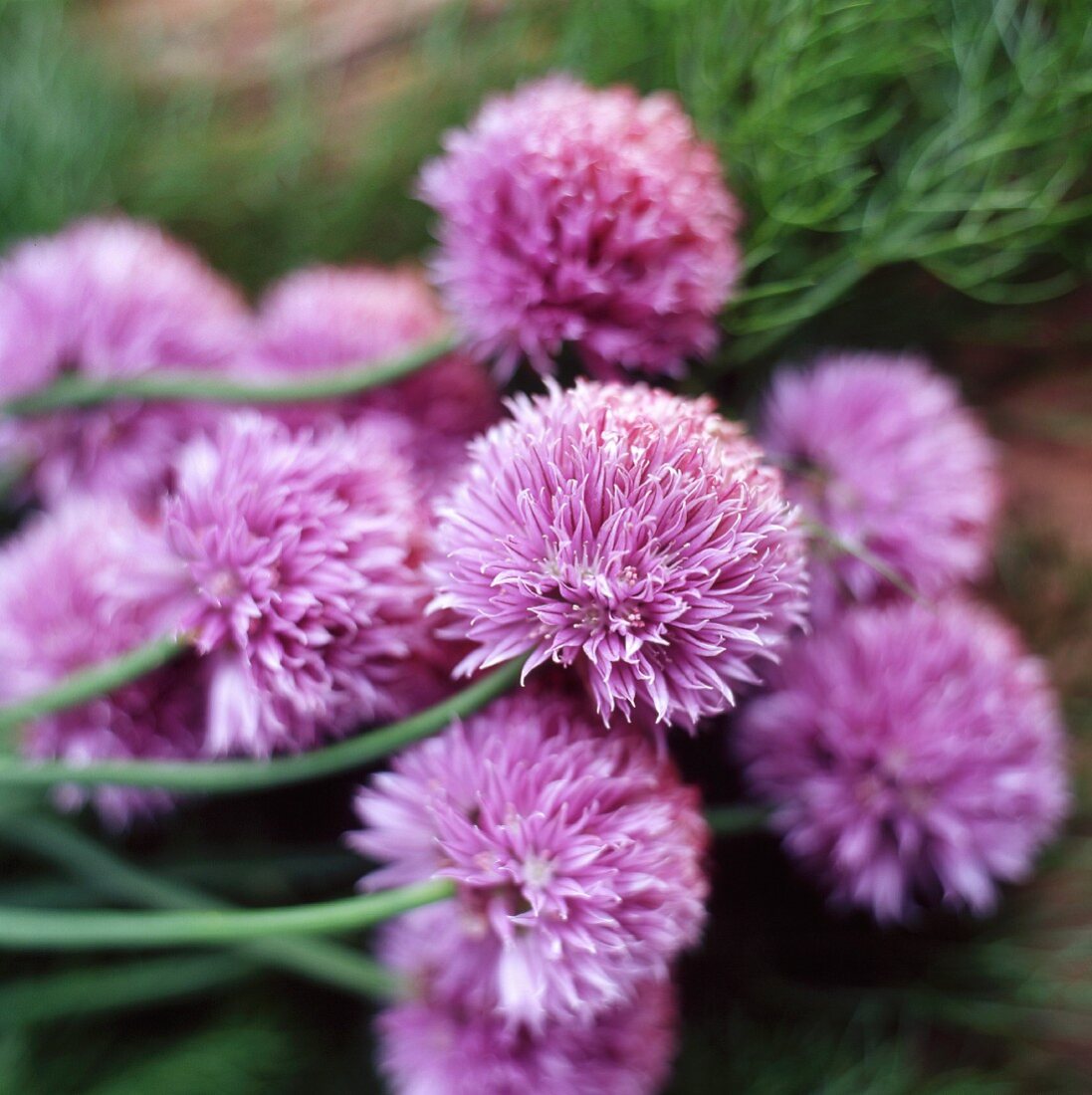 Chive flowers in a a garden (close-up)