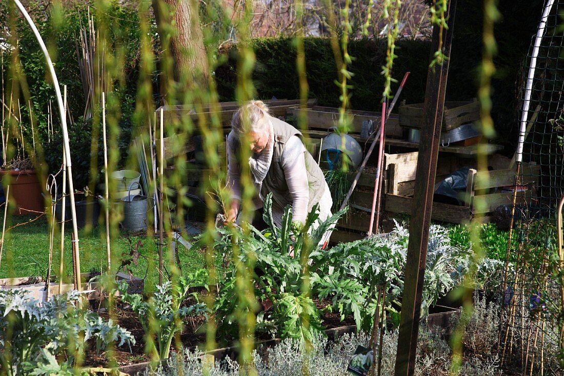 Woman working in vegetable patch