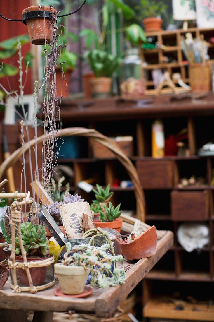 Various potted plants on wooden surface