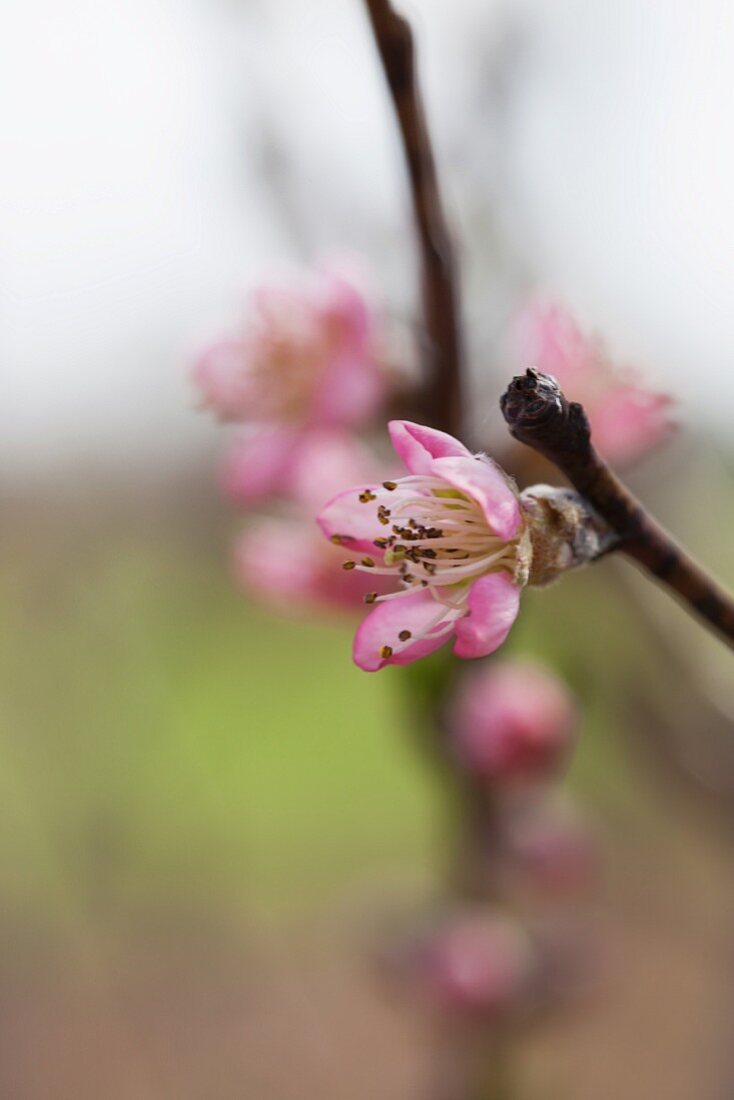 Blossoming peach twig