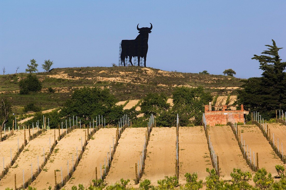 Osborne Stier auf Bergrücken über Weinberg bei Briones, La Rioja, Spanien