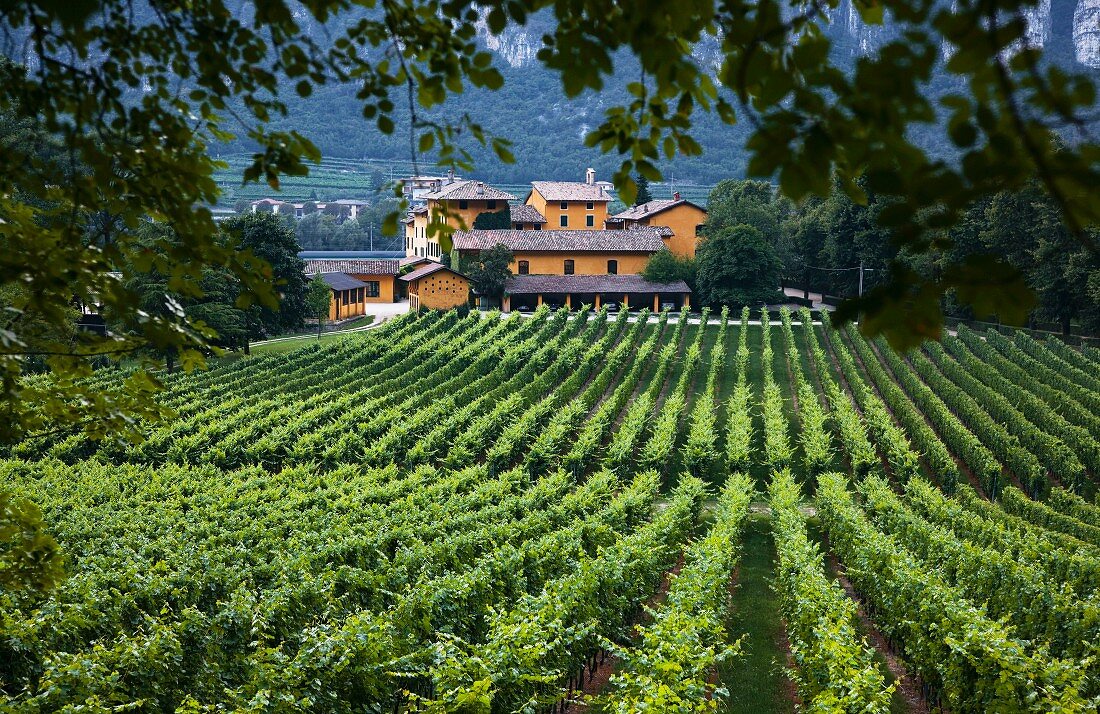 Weingut und Weinberg der Tenuta San Leonardo, Borghetto all Adige, Avio, Trentino, Italien