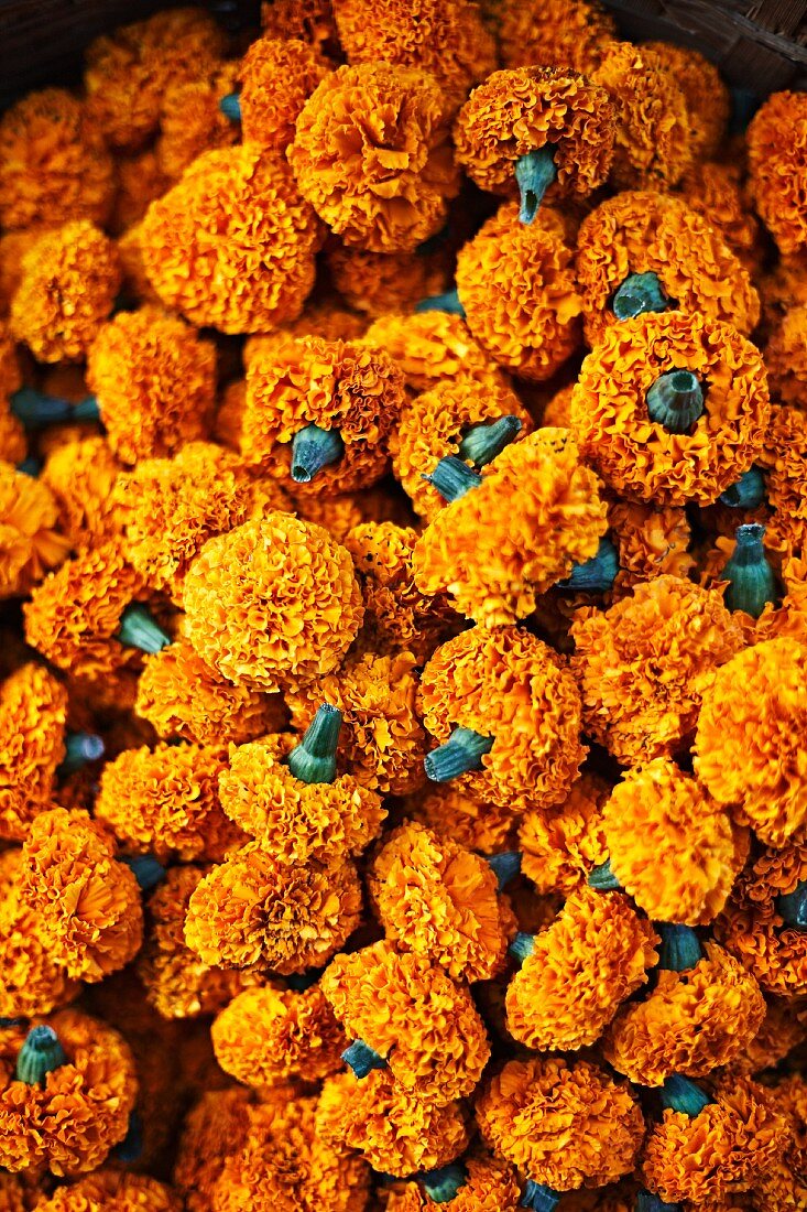 Ringelblumen-Girlanden auf einem Blumenmarkt in Mumbai, Indien
