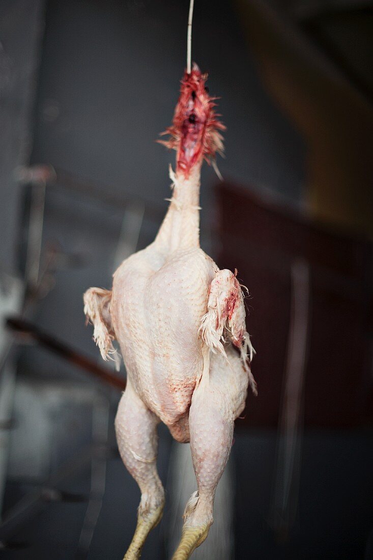 A plucked chicken at a market in Essaouira, Morocco