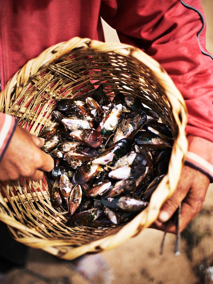 A man holding a basket of fresh mussels (Morocco)