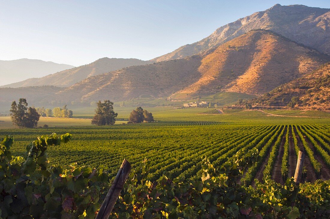 Morgenlicht auf den Anden vom Chardonnay-Weinberg von Haras de Pirque aus gesehen, Maipo Valley, Chile