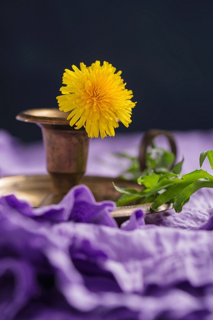 Löwenzahnblüte und Rucola