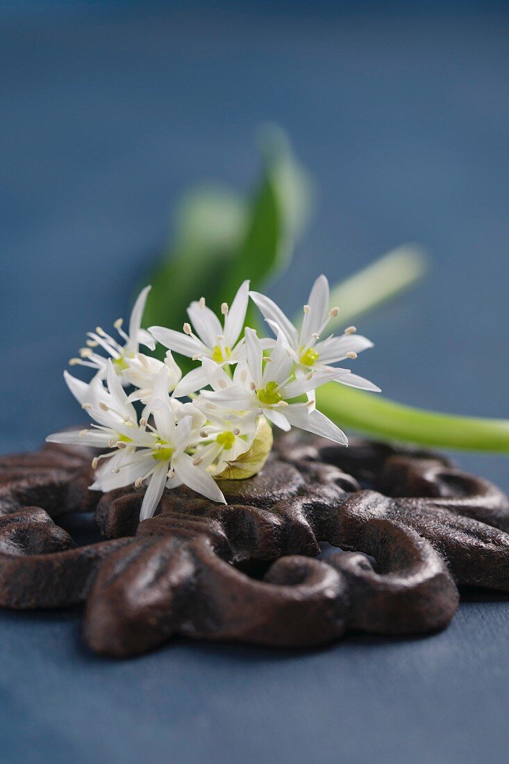 Wild garlic flowers and leaves