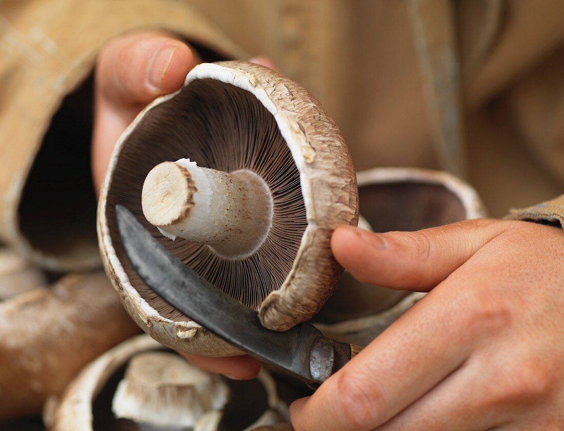 A mushrooms being cut in half