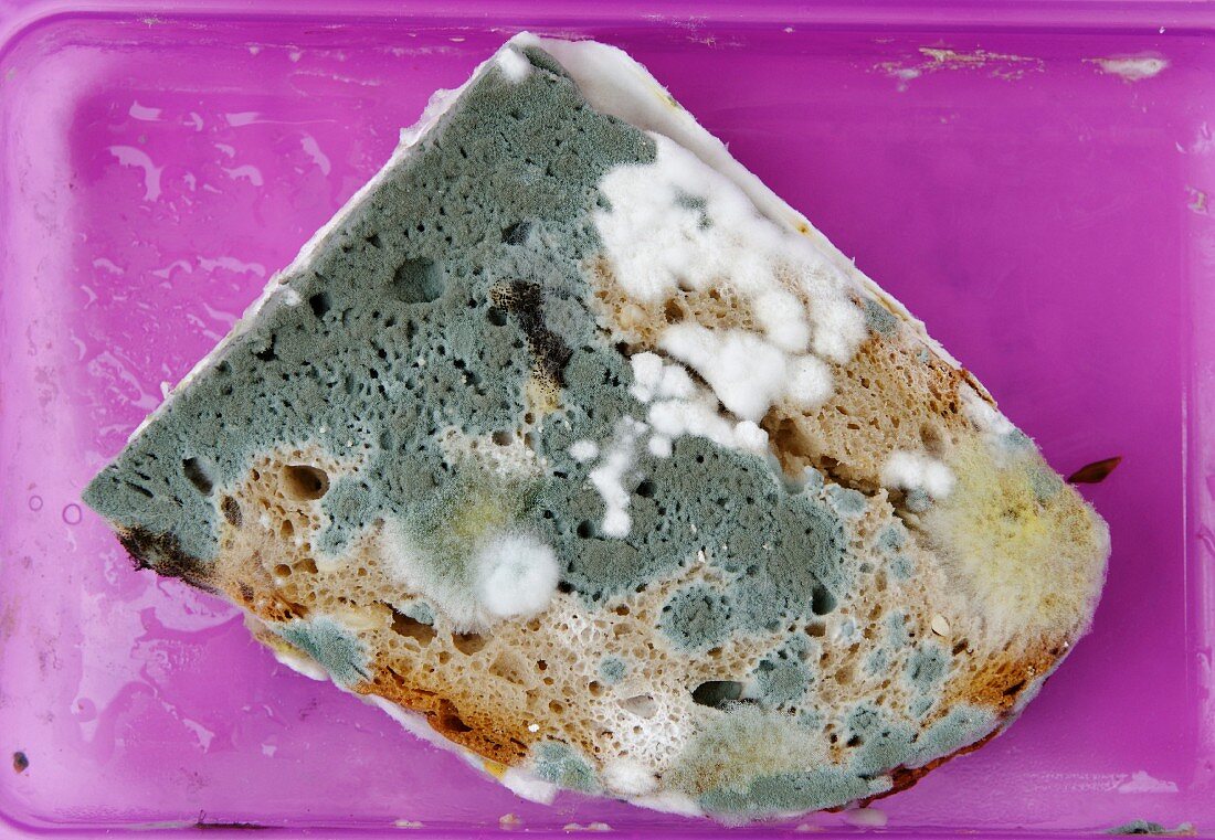 Mouldy bread in a lunch box