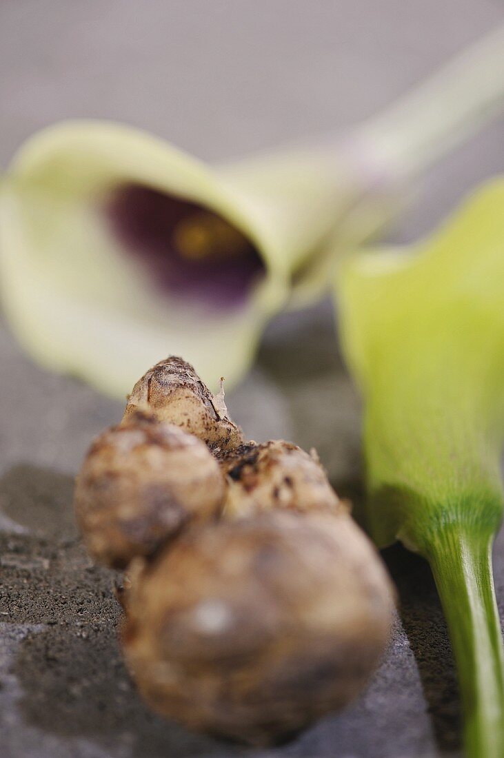 Wurzelknolle und Calla