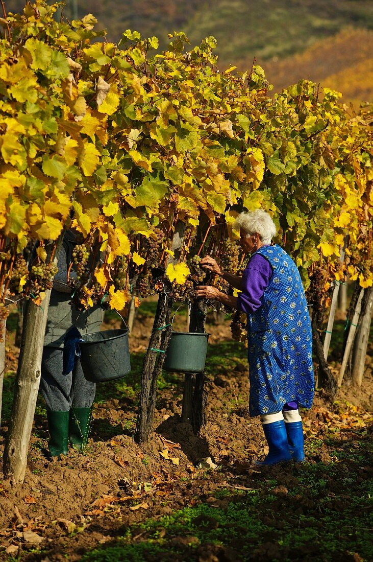 Weinlese von Aszu Furmint Trauben im Weinberg von Mad, Ungarn