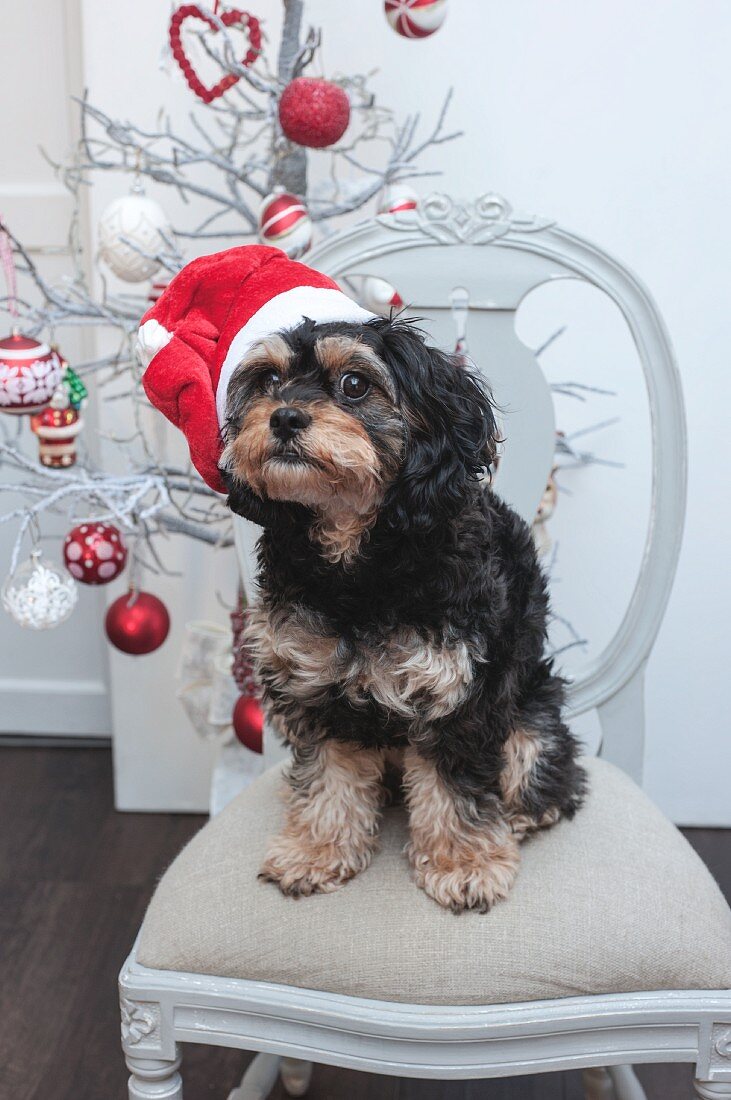 Kleiner Hund mit Nikolausmütze sitzt auf einem Stuhl vor dem Christbaum