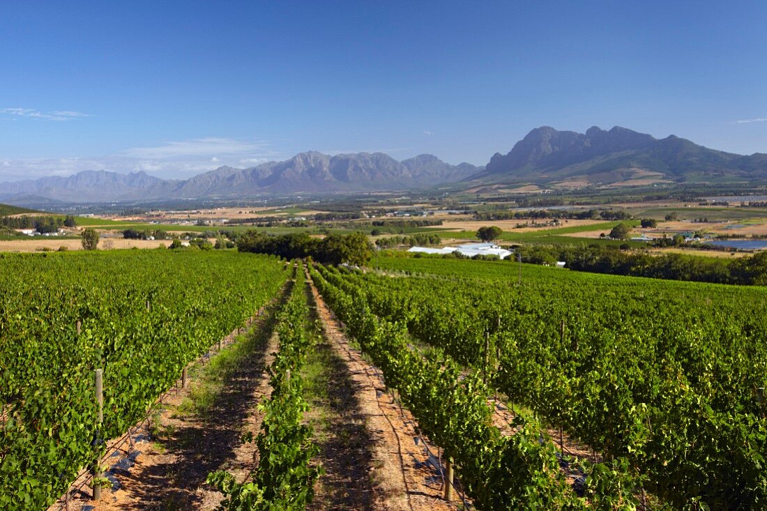 Fairview Weinberge mit den Franschhoek Bergen, Drakenstein und Simonsberg, Paarl, Western Cape, Südafrika