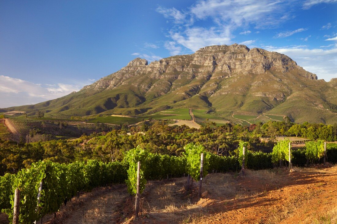 Thelema Mountain Vineyards vor dem Simonsberg, Stellenbosch, Western Cape, Südafrika