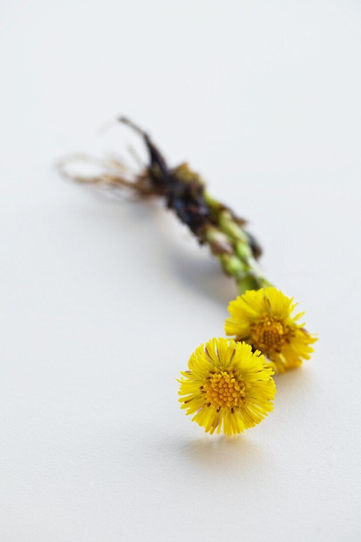 Two coltsfoot flowers (Tussilago Farfara) on a white surface