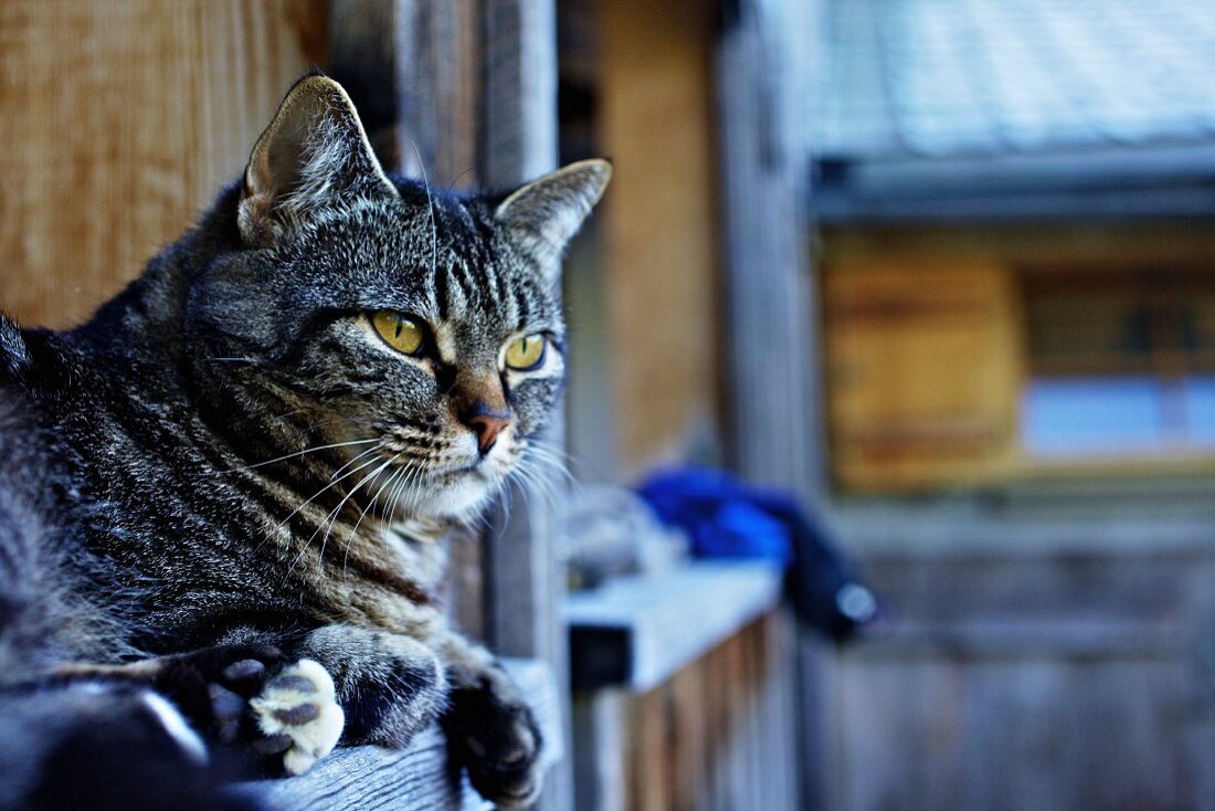 Cat on balcony of farmhouse