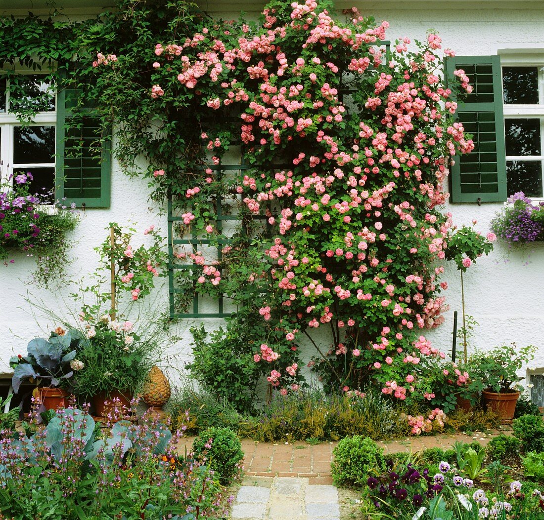 Cottage garden & abundantly flowering climbing rose on trellis on house facade