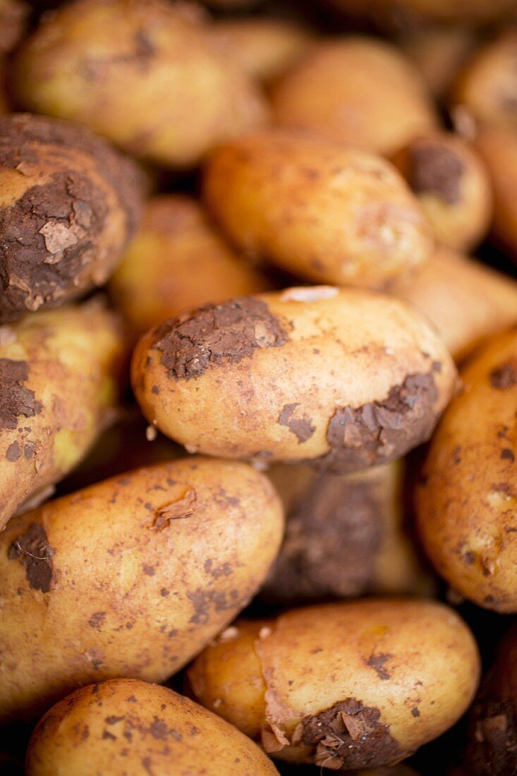 New potatoes (close-up)