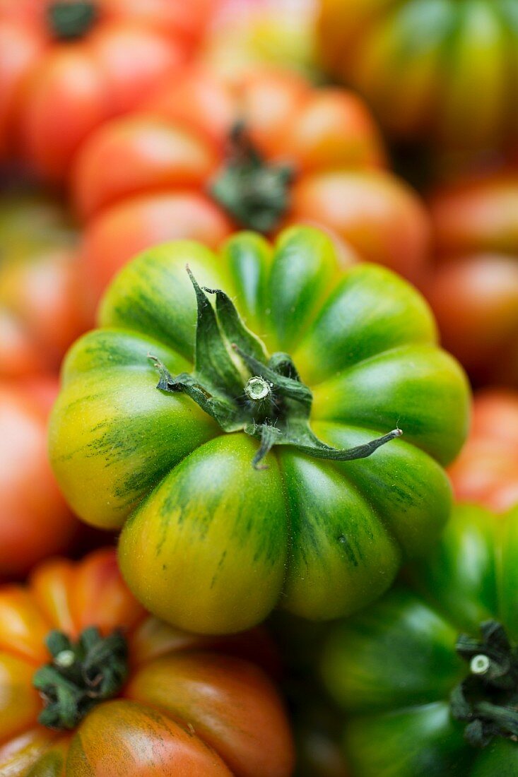 A green beefsteak tomato on various other tomatoes