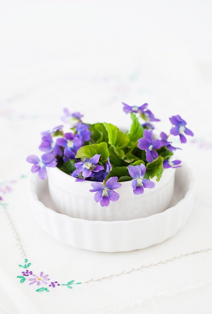 Purple spring flowers in ceramic pot