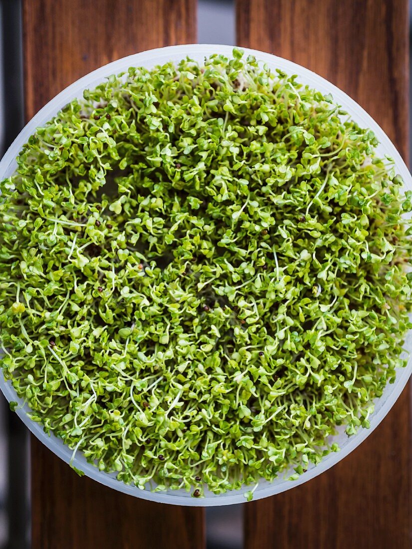 Organic broccoli sprouts in a germination tray