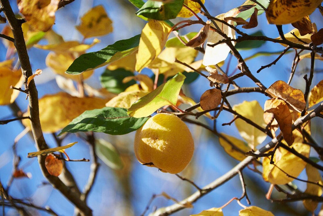 Quince on the tree