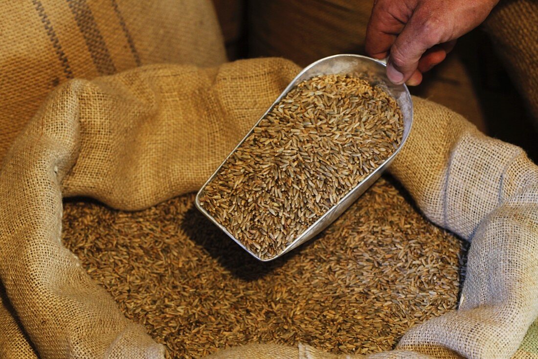 A hand holding a scoop of rye grain over a jute sack