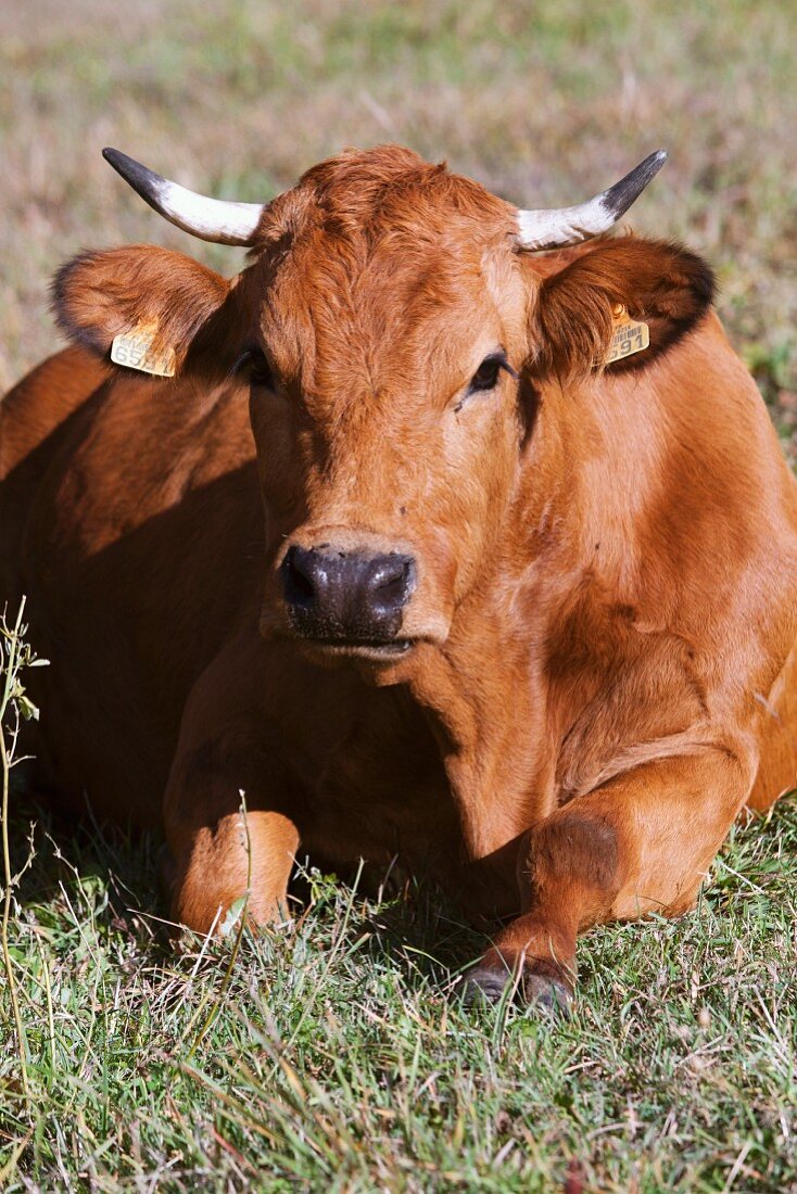A Tarentaise cow in a field