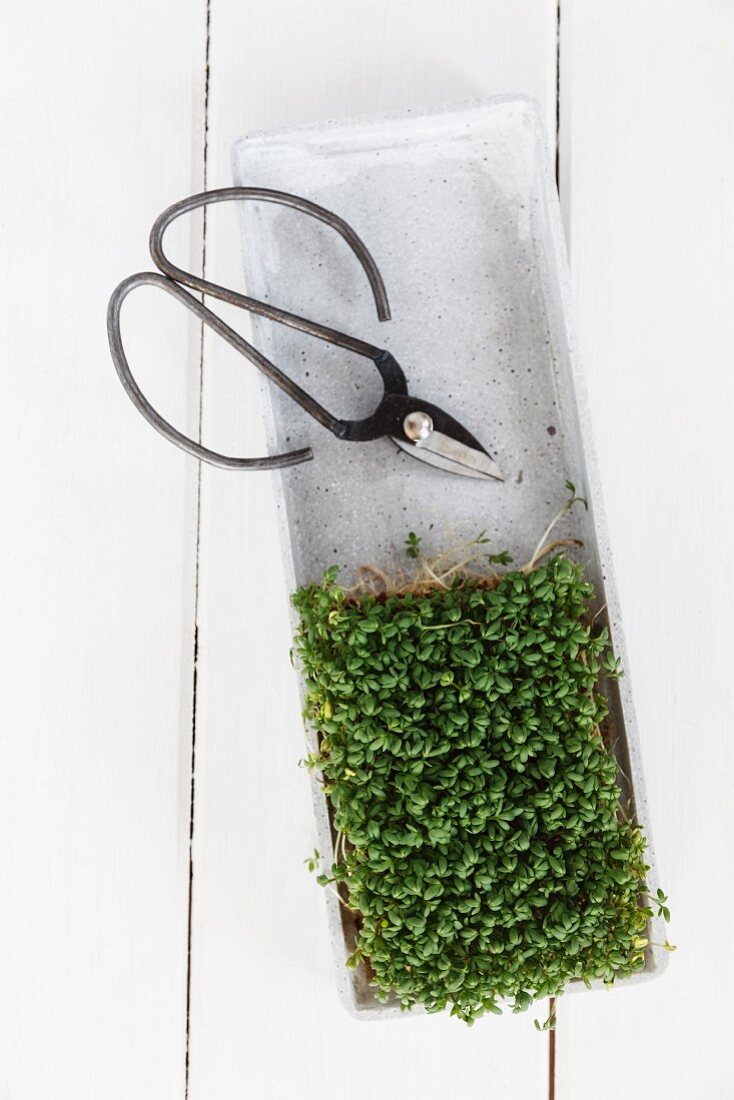 Fresh cress with a pair of herb scissors
