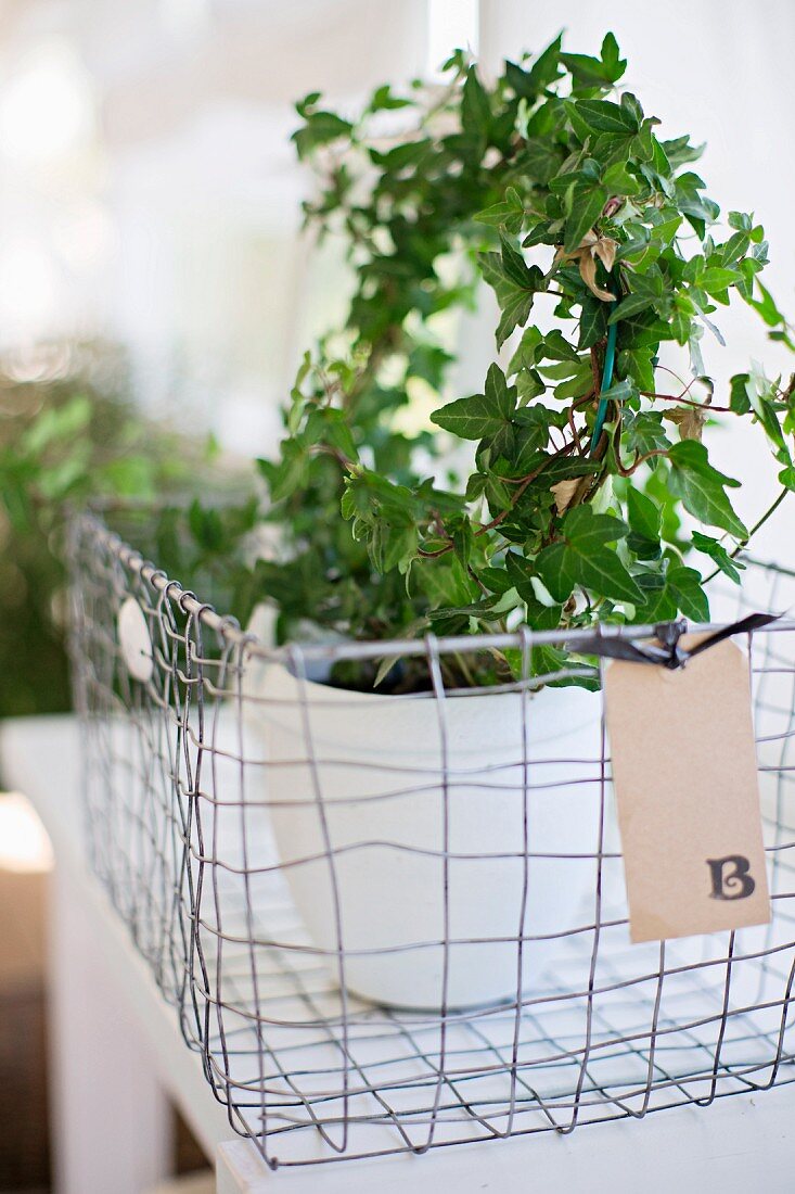 White pot of ivy in wire basket