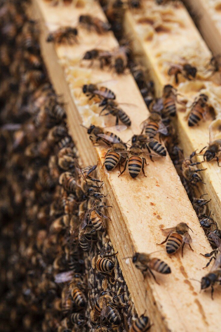 Honey on the frame of a beehive