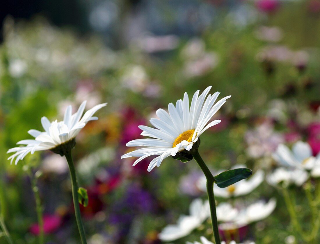 Margeriten im Garten