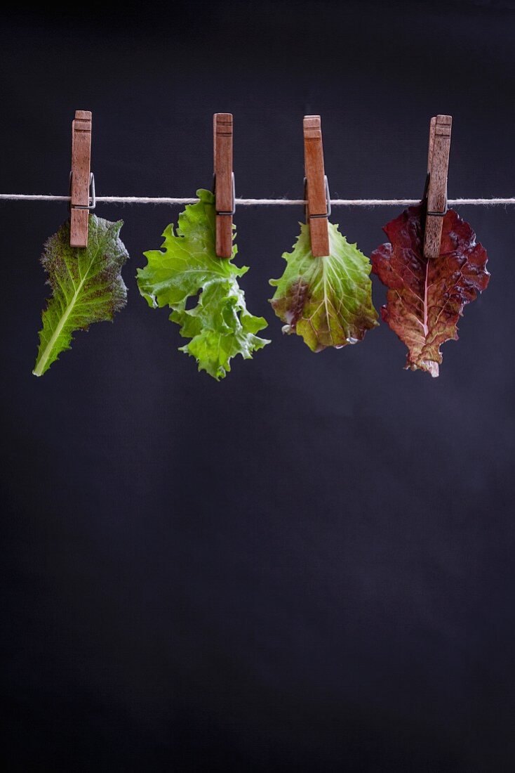 Various types of lettuce leaves on a washing line