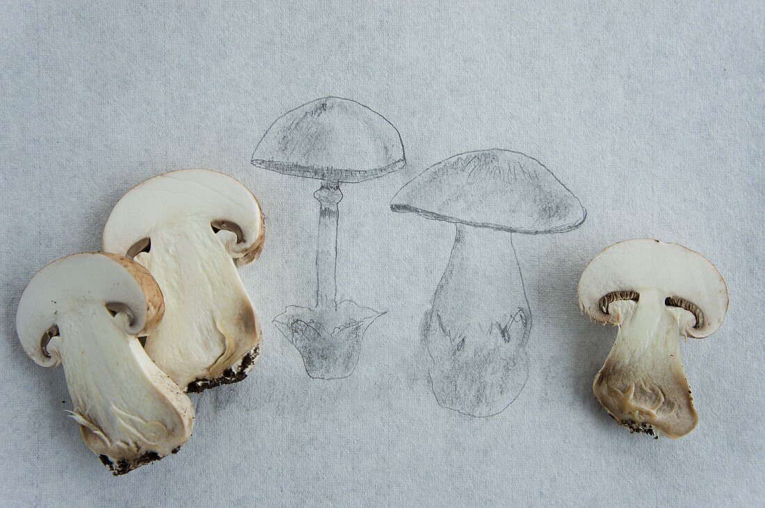 Bleistiftzeichnung von Pilzen und frische Champignons