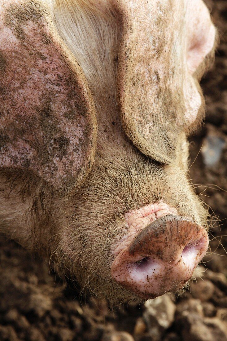 A British lop eared pig